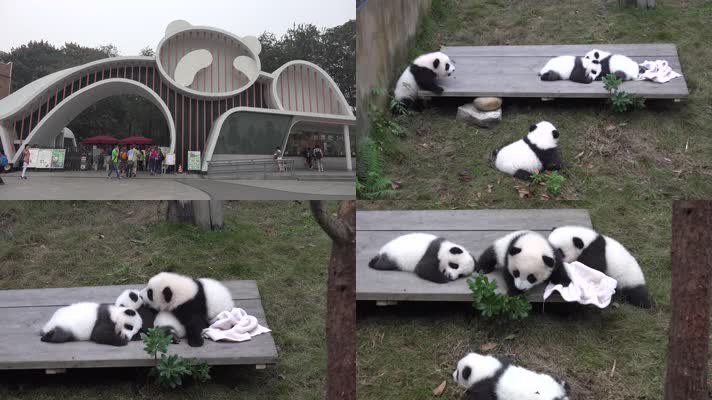 【4K】熊猫宝宝