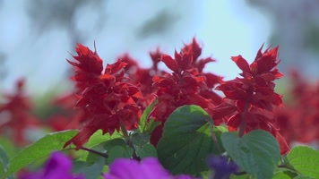 装扮城市角落里各种野花 装扮城市角落里各种野花