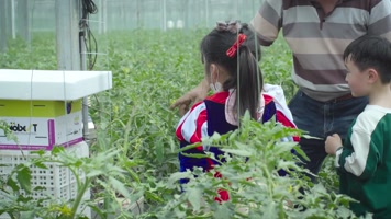 西红柿农场幼儿教育4k