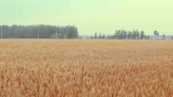 麦子丰收农民希望4k