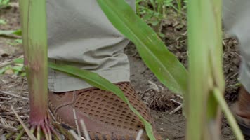 老农笑脸巡视玉米地玉米棒4k