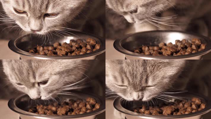 可爱小猫，宠物食品，小猫吃猫粮