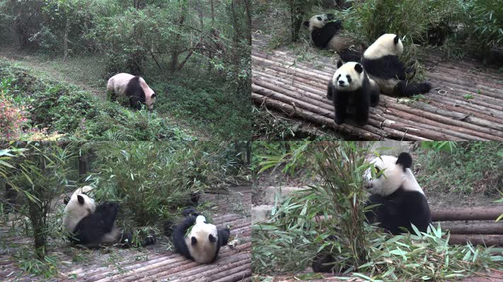 【4K】大熊猫嬉戏吃竹子