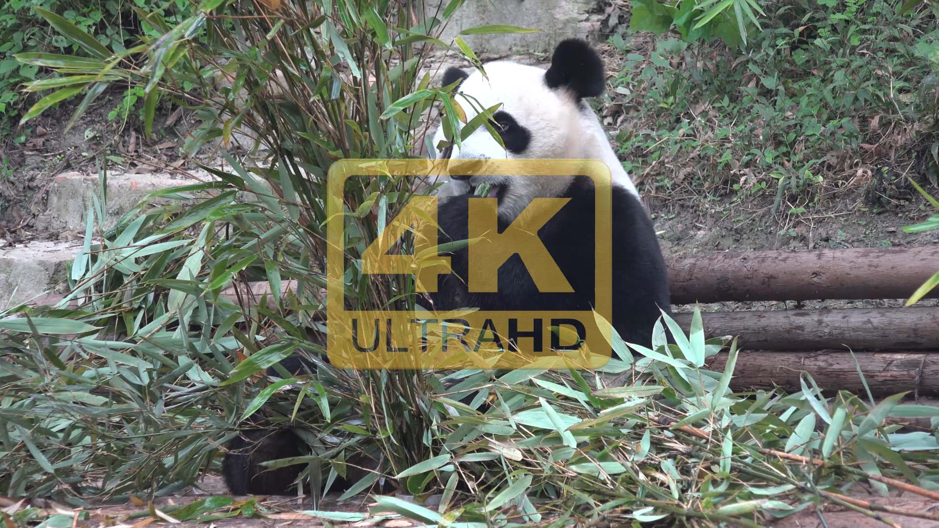 【4K】大熊猫嬉戏吃竹子