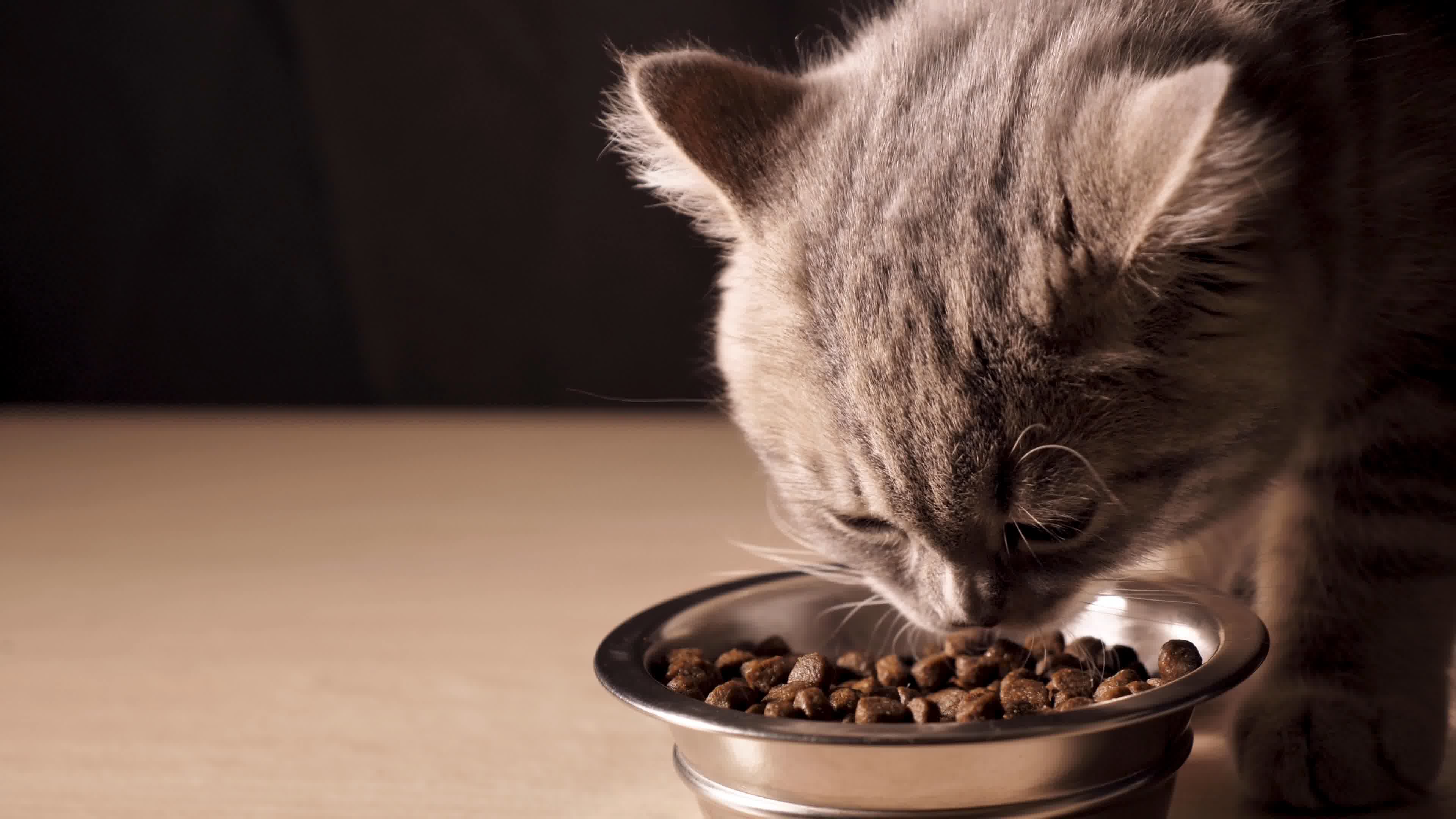 猫咪为什么经常偷吃? 除了自身的食量外, 还有一个让人心疼的原因
