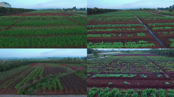 4k云南抚仙湖畔玉溪庄园有机蔬菜滴灌种植区