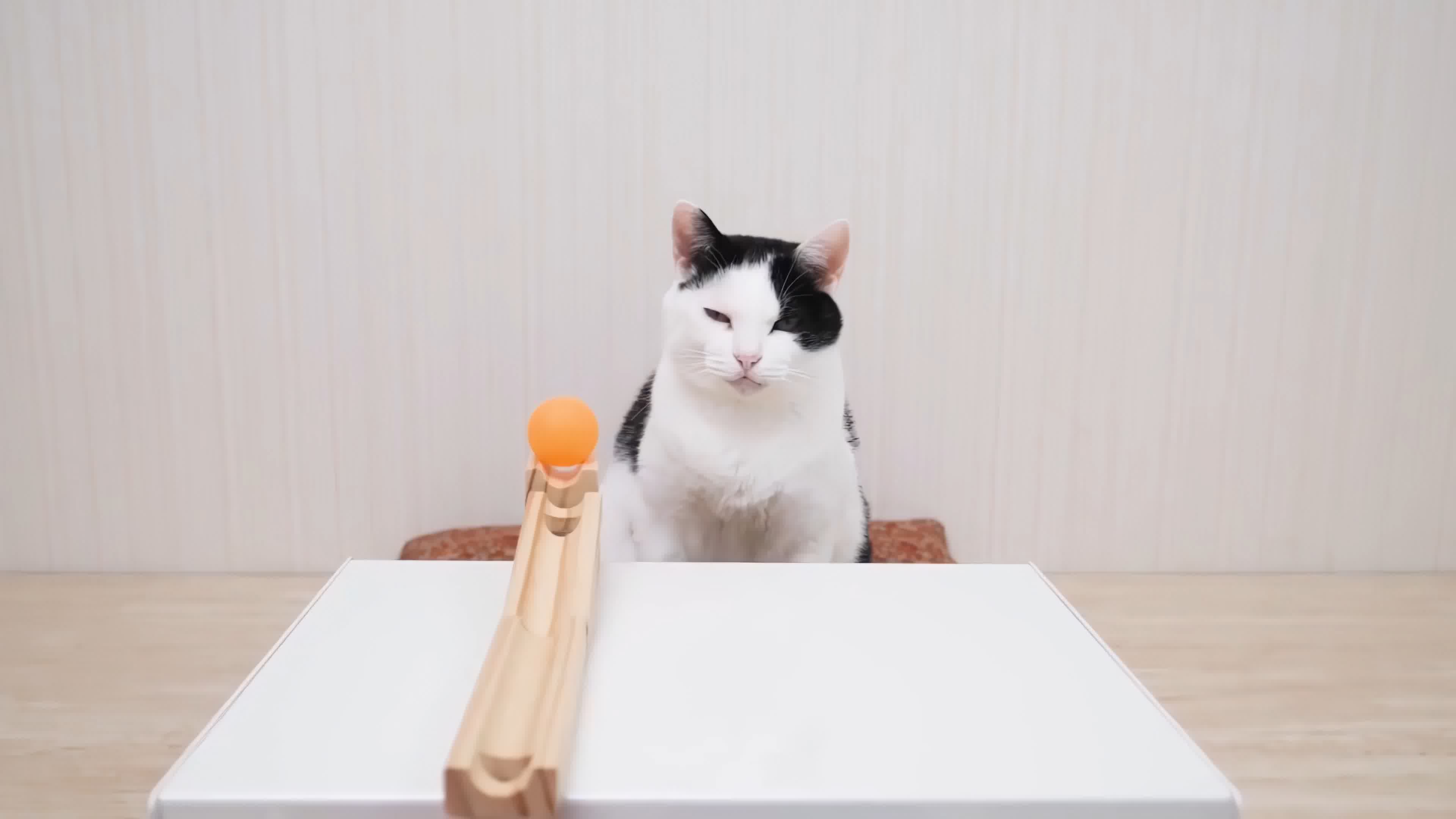 可爱小猫，小猫玩耍，小猫玩游戏