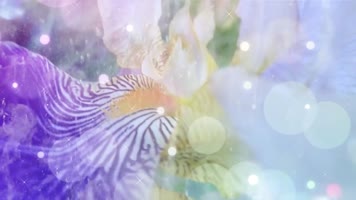 电影《芳华》主题曲绒花-韩红歌曲