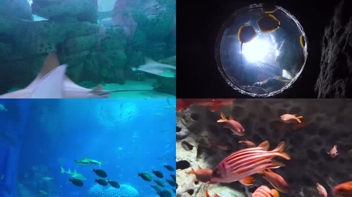 海洋公园鲨鱼馆视频小幼儿游广东长隆水族馆