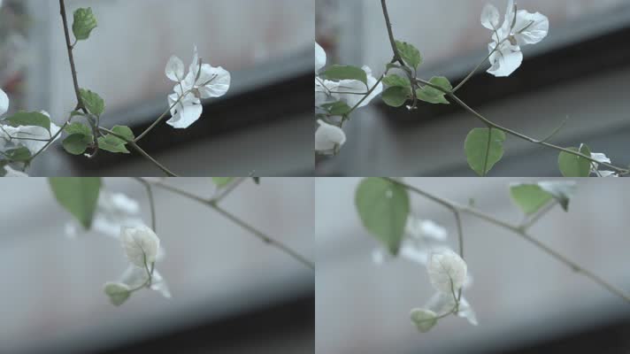 慢镜头摇曳的小白花视频脉络清晰的百花绿叶