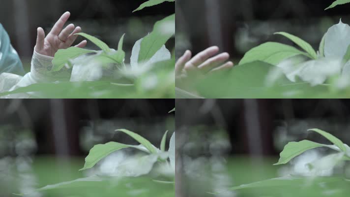 慢镜头手摸树叶视频中国风古装手掠过绿叶