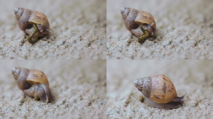 蜗牛视频蜗牛排便过程