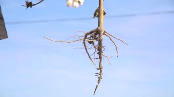 棉花根視頻素材