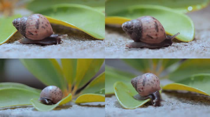 蜗牛视频蜗牛爬行爬过绿叶