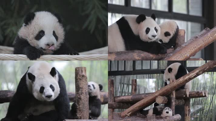 大熊猫熊猫宝宝