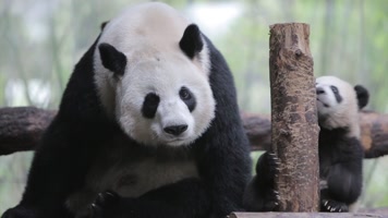 大熊猫熊猫宝宝