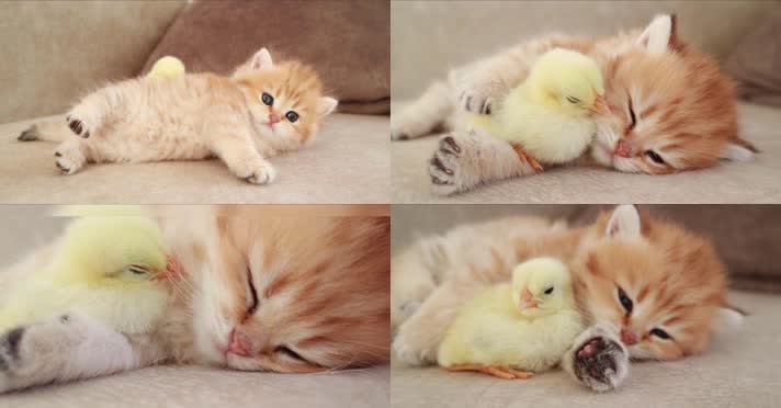 可爱小猫，小猫玩耍，小猫玩游戏