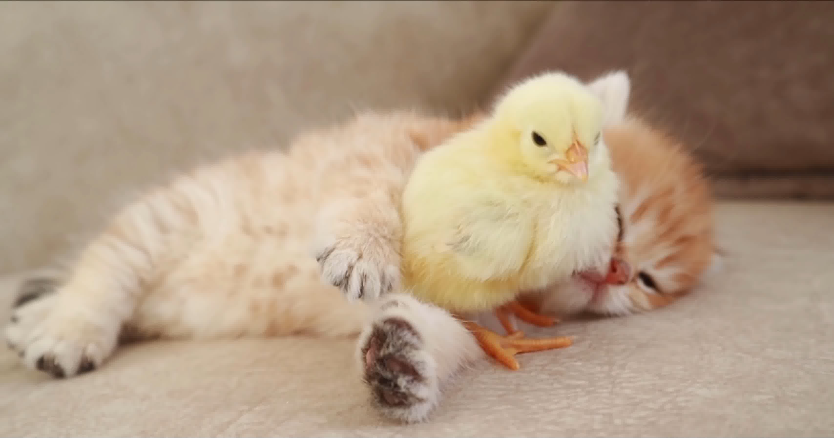 可爱小猫，小猫玩耍，小猫玩游戏