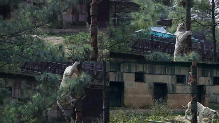 动物园白老虎视频白虎爬树吃肉