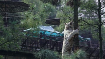 动物园白老虎视频白虎爬树吃肉