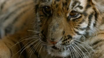 动物园小老虎视频可爱的小虎张大嘴