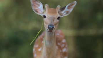 动物园梅花鹿视频梅花鹿群吃草特写