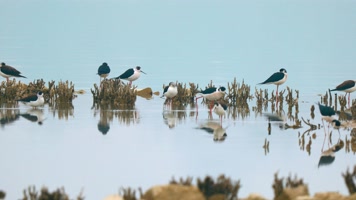 【4K】春天里湖中鹭鸟的活力