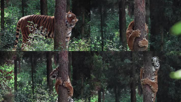 动物园老虎视频老虎抱大树蹭痒痒喷尿