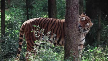 动物园老虎视频老虎抱大树蹭痒痒喷尿