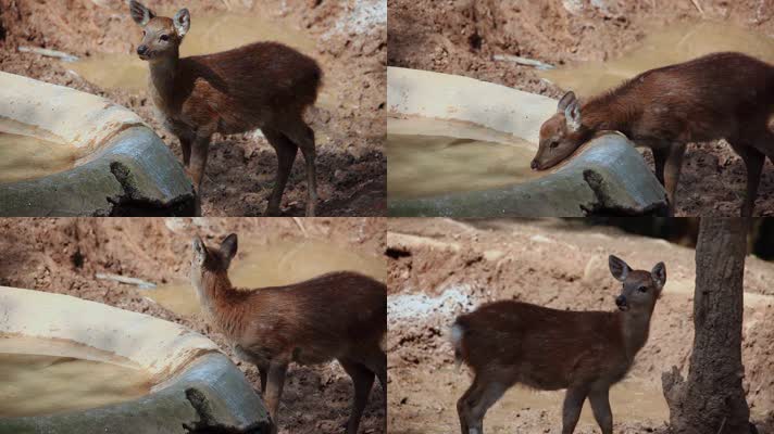 动物园梅花鹿视频小梅花鹿喝水