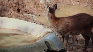 动物园梅花鹿视频小梅花鹿喝水