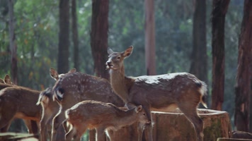 动物园梅花鹿视频逆光下成群的梅花鹿