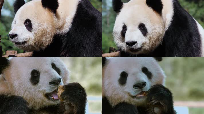 动物园大熊猫视频憨态可掬舔舌头吃面包