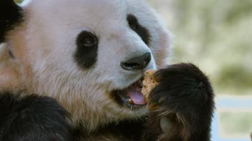 动物园大熊猫视频憨态可掬舔舌头吃面包