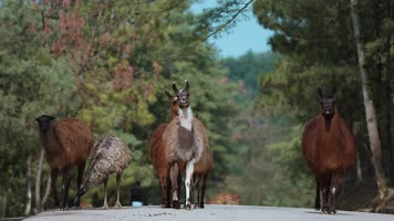 动物园羊驼视频