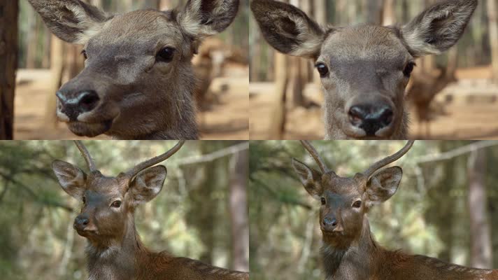 动物园麋鹿视频麋鹿特写