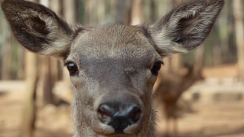 动物园麋鹿视频麋鹿特写