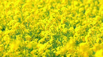 【4K】菜花油菜花蜜蜂春天，广告画质