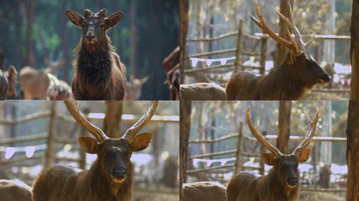 动物园麋鹿视频