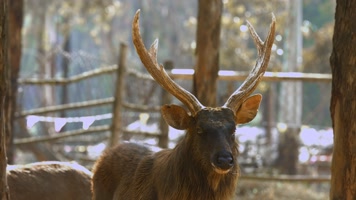 动物园麋鹿视频