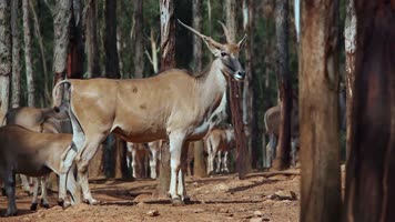 动物园水鹿视频热带亚热带地区体型最大的鹿 动物园水鹿视频热带亚热带地区体型最大的鹿