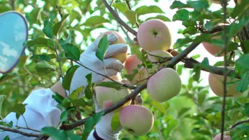 摘苹果多人笑脸4k