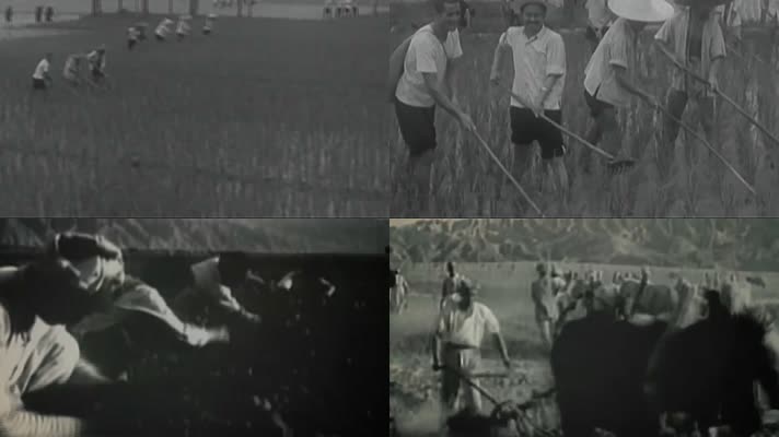 50年代大集体农业生产