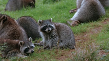 动物园浣熊视频北美浣熊