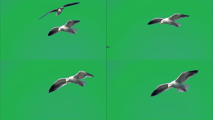 海鸥飞翔绿屏