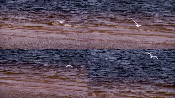 海滩 海鸥  