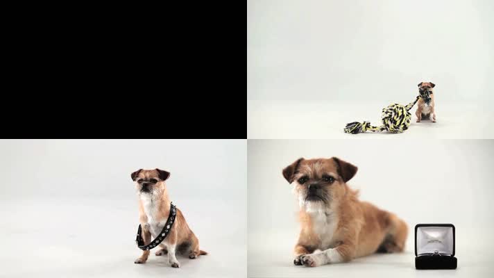 狗 摄影棚 小狗啃不动大骨头 狗的各种 