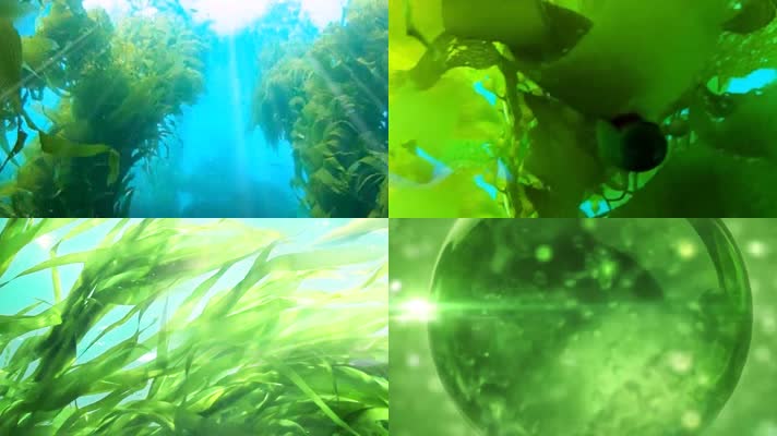 海底海带海藻水草海洋海底世界