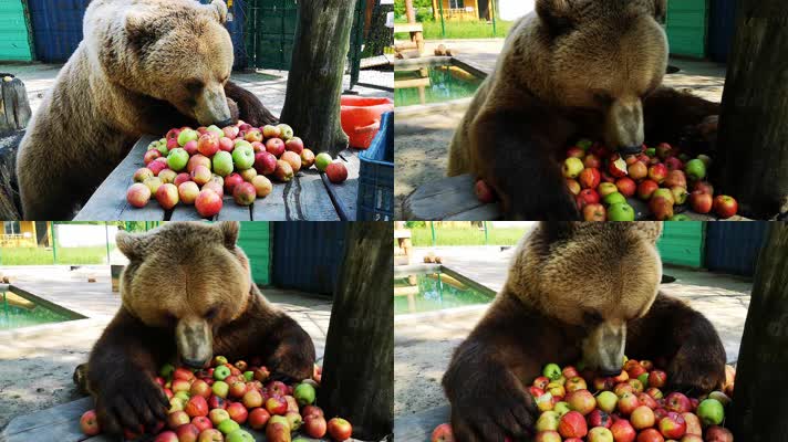棕熊，大熊，黑熊吃苹果