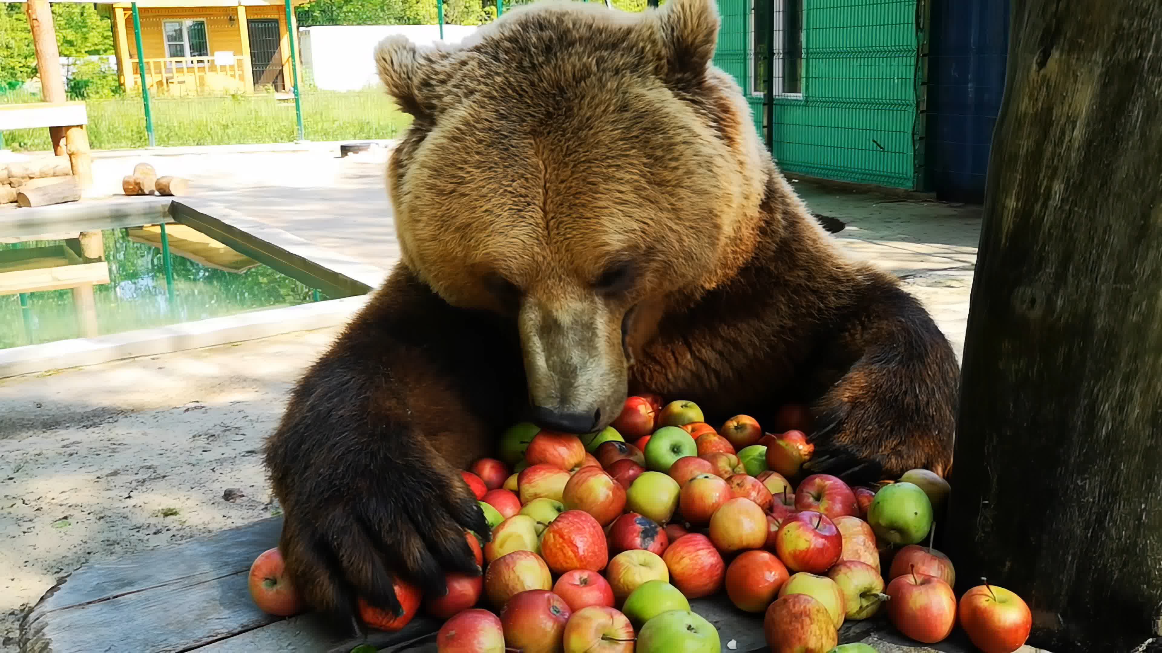 熊喜欢吃什么（熊为什么不吃素） – 碳资讯